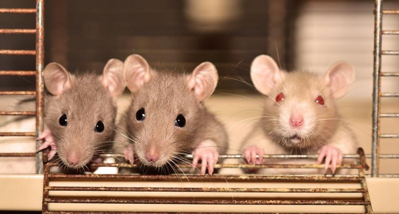 Ученые доказали, что крысы способны к эмпатии