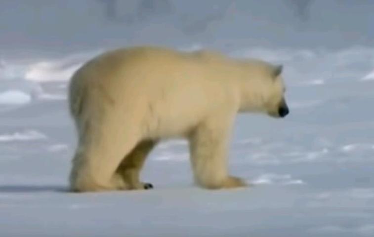 Белого медведя заметили на территории Магаданской области