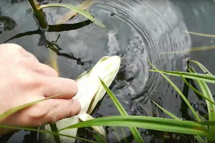 Эколог выдвинула несколько версий гибели рыбы в реке Клязьме