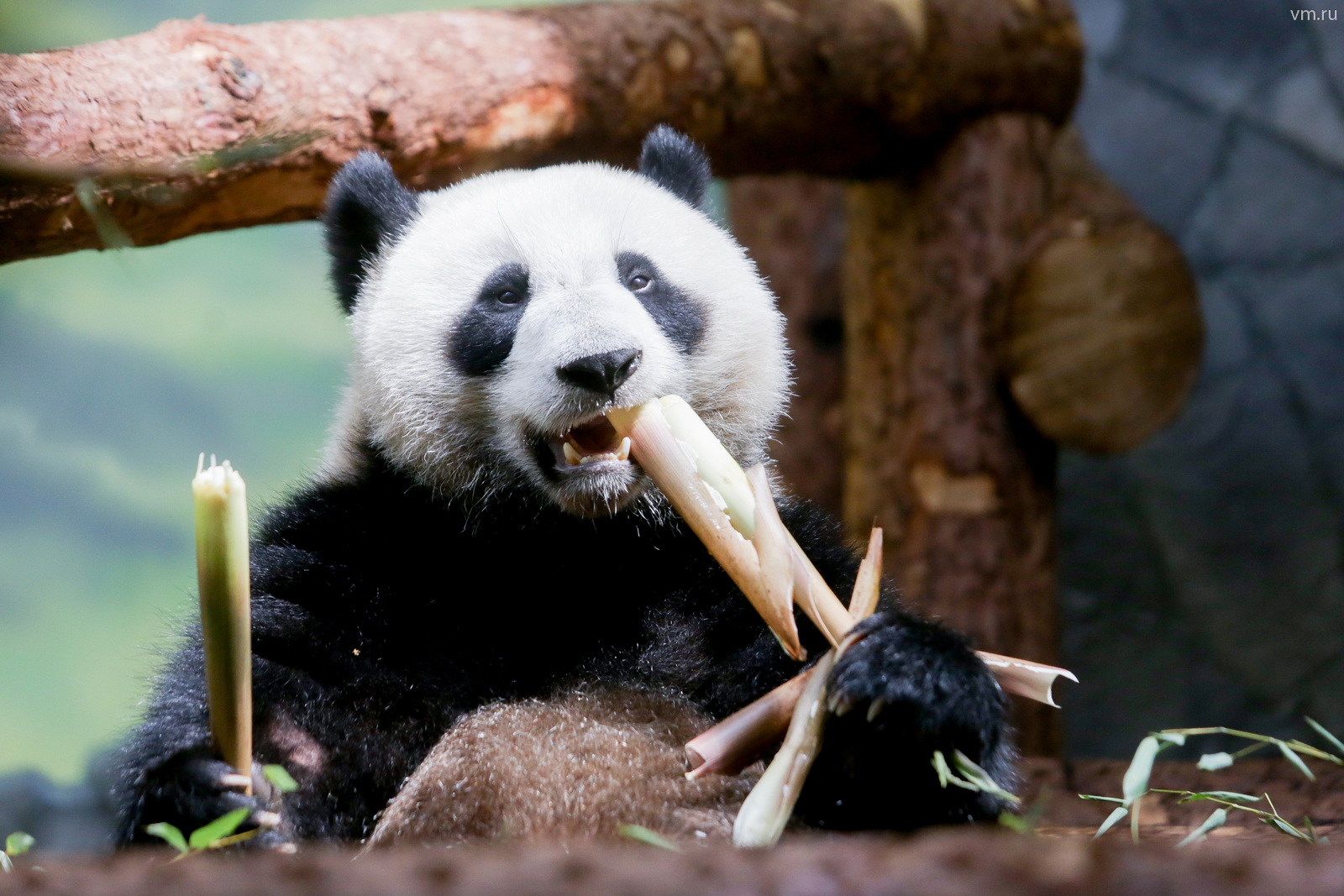 Московский зоопарк установит новые камеры для наблюдения за пандами