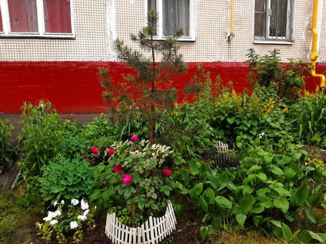 Помню только, что с каждым годом они разрастаются все яростнее и гуще / Екатерина Рощина, «Вечерняя Москва»