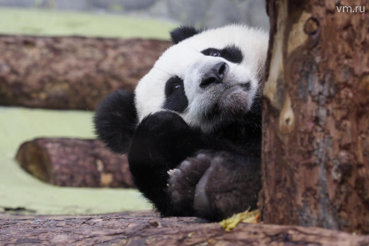 Пандам в Московском зоопарке делают массаж и проверяют зубы