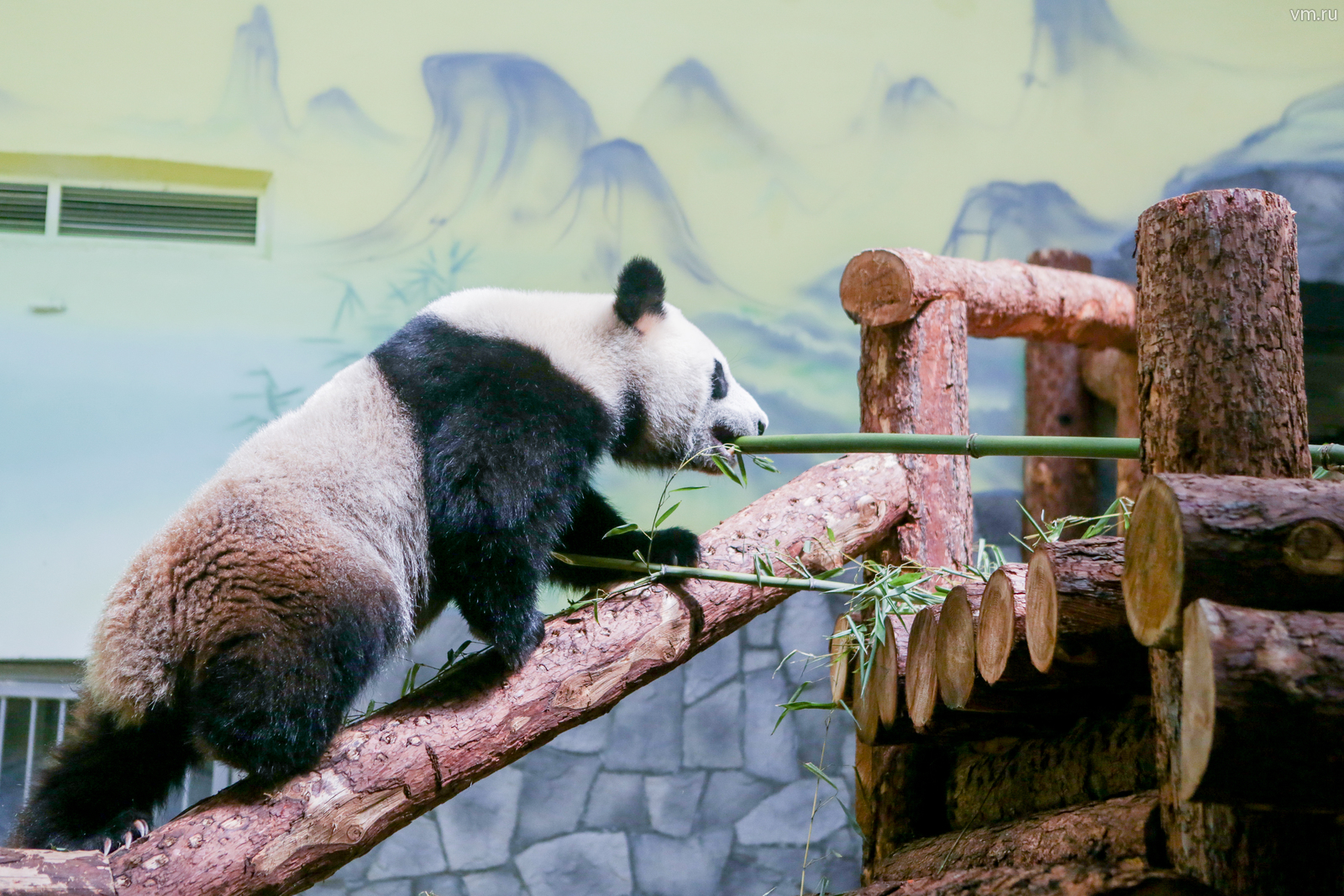 Панда живет в зоопарке. Московский зоопарк панды жуи и Диндин. Панда жуи в Московском зоопарке. Зоопарк Москва панды жуи. Жуи и Диндин в Московском зоопарке.