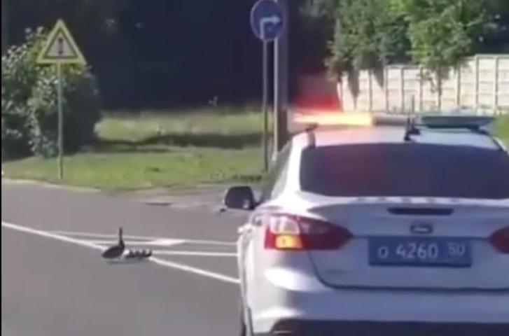 Полиция в Подмосковье остановила дорожное движение ради утки с птенцами