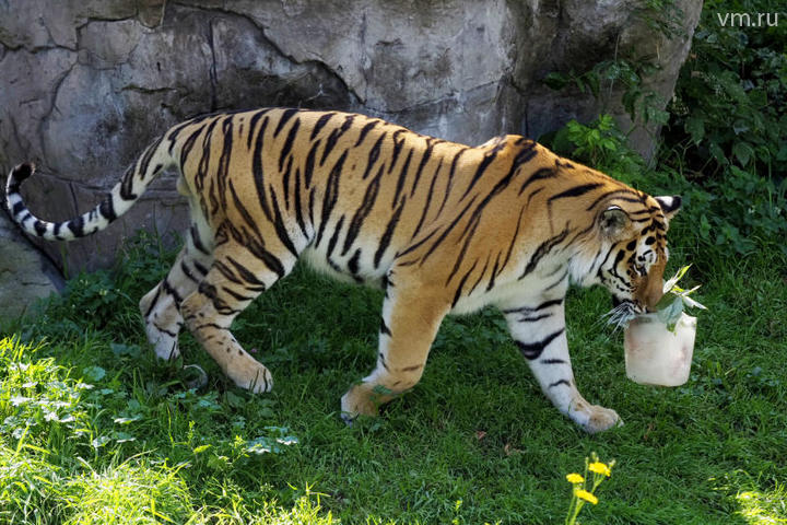 Изображение амурского тигра появилось в центре столицы