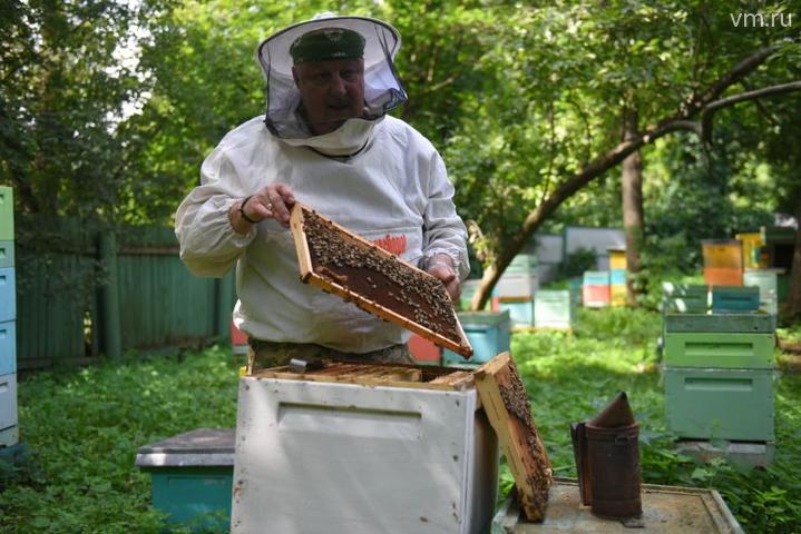 Тишина в улье: как пчеловоды пытаются спасти насекомых